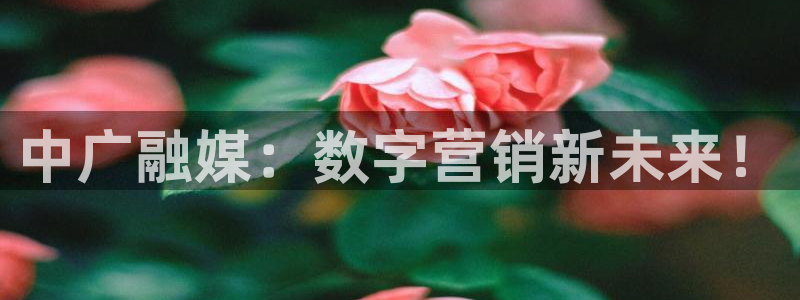 杏宇代理注册：中广融媒：数字营销新未来！